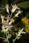 Toothed whitetop aster 